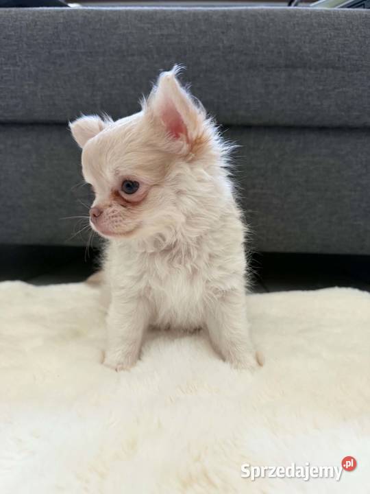 Liliowy długowłosy szczeniak rasy chihuahua