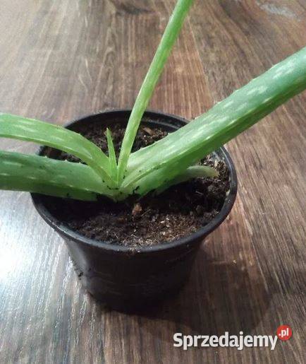 Aloes sprzedaż roślin domowych dolnośląskie Wrocław sprzedam