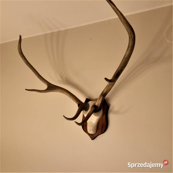 Poroże jelenia rogi Łódź