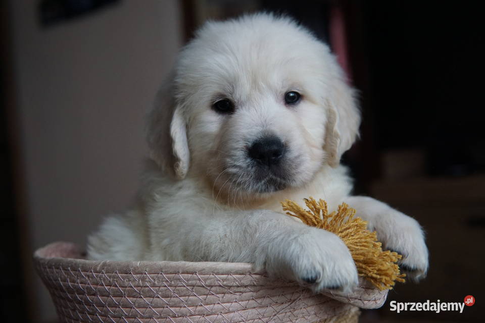 Szczeniak Golden Retriever