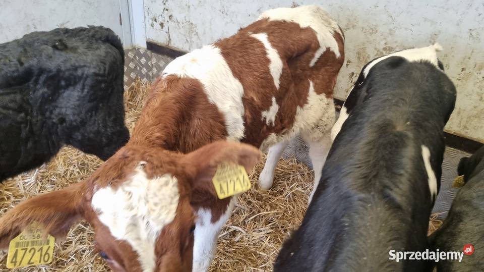 Sprzedam Byczki POLSKIE Kalisz