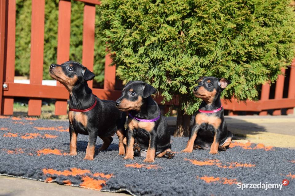Szczenięta Pinczer Miniaturowy ZKWP fci Łochów