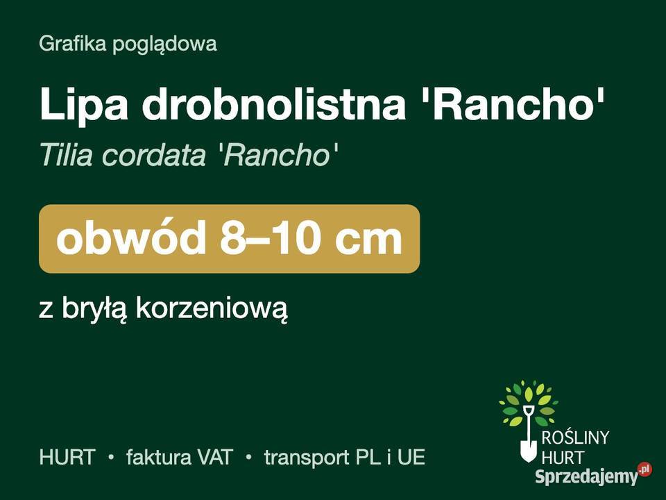 Lipa drobnolistna Rancho obwód 810 z bryłą HURT