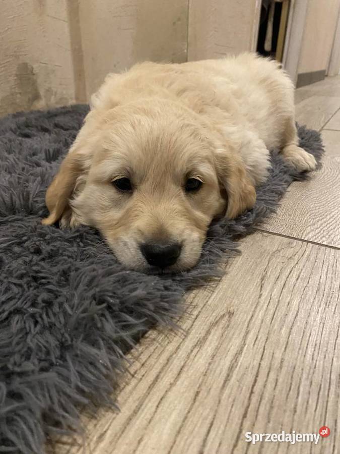 Golden Retriever Brzostowo