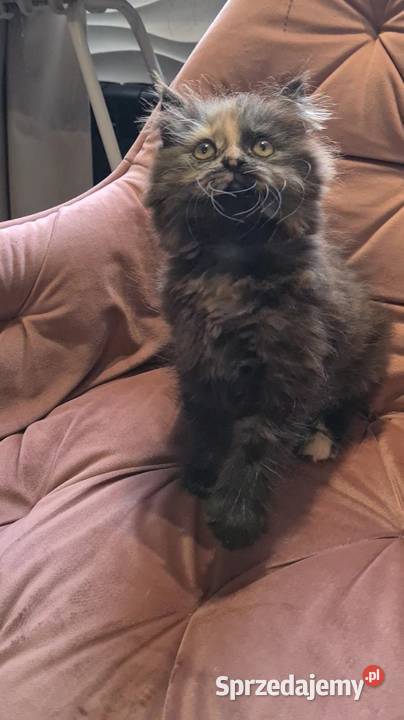Maine Coon kotka