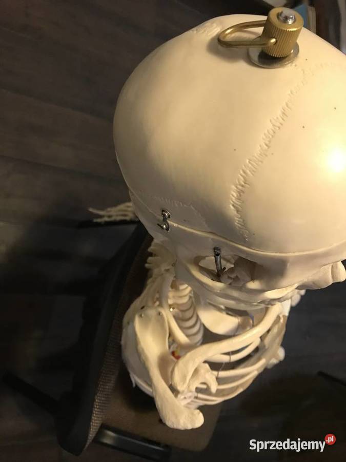 Szkielet anatomia model budowa ciała Kraków