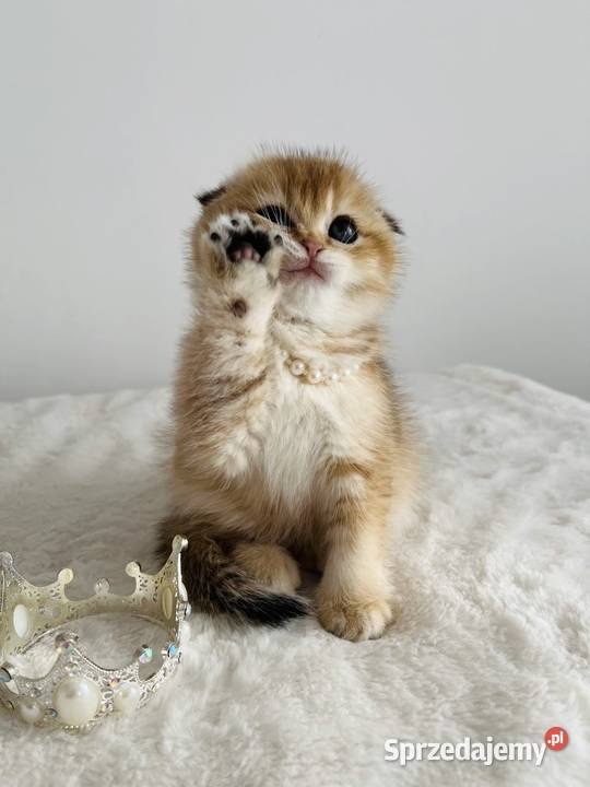 Kotka szkocka złota Scottish fold Do rezerwacji dolnośląskie Wrocław