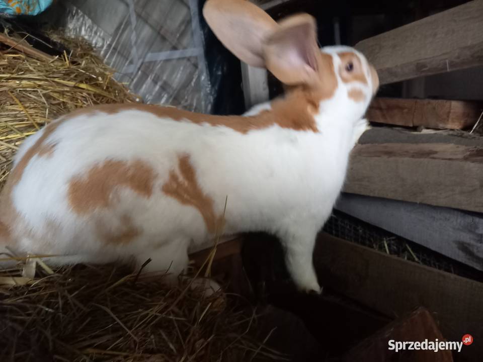 Króliki Olbrzym Srokacz i BOS z rodowodami Zwierzęta