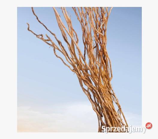 Perfumy męskie Azzaro Wanted 100 ml podlaskie Białystok