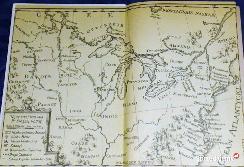 Gwiazda Mohawka YacktaOya Pozostałe Chełm