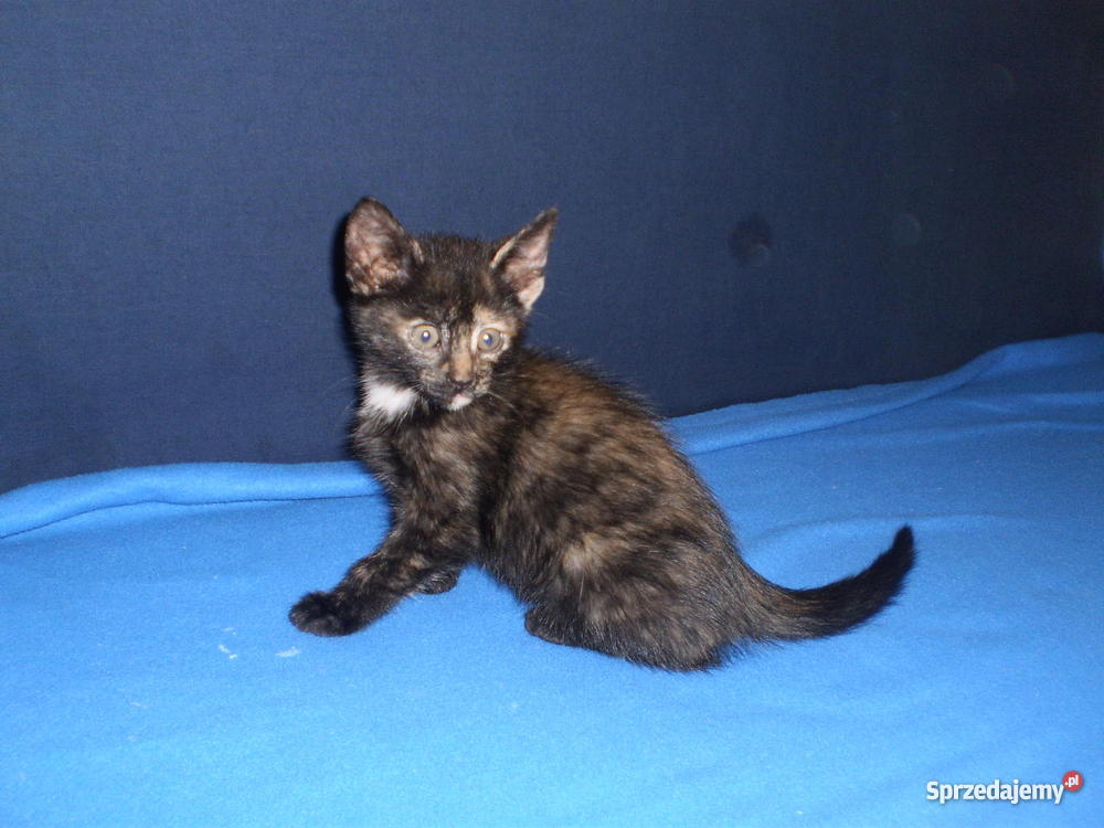2 miesięczne kotki DOWIOZĘ Myszyniec