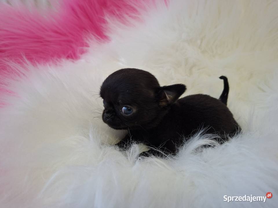 Xxs Maluszek Chihuahua sprzedam
