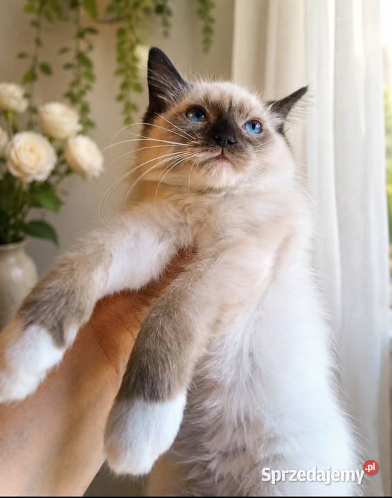 Piękne kocurki Ragdoll z rodowodem i wyprawką Ragdoll Łódź