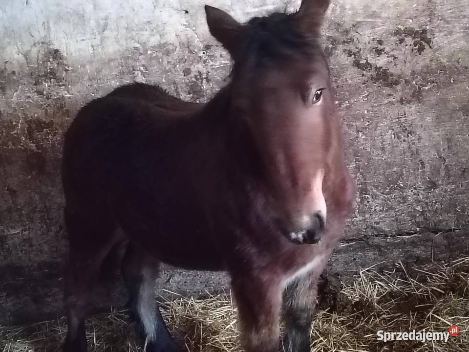 Źrebak 9 miesięczny Zimnokrwisty Maści Ciemny Konie