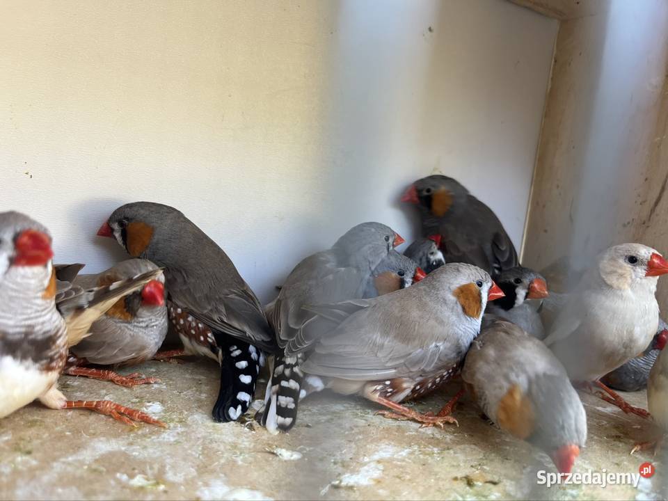 Zeberki z 2025 roku sprzedam