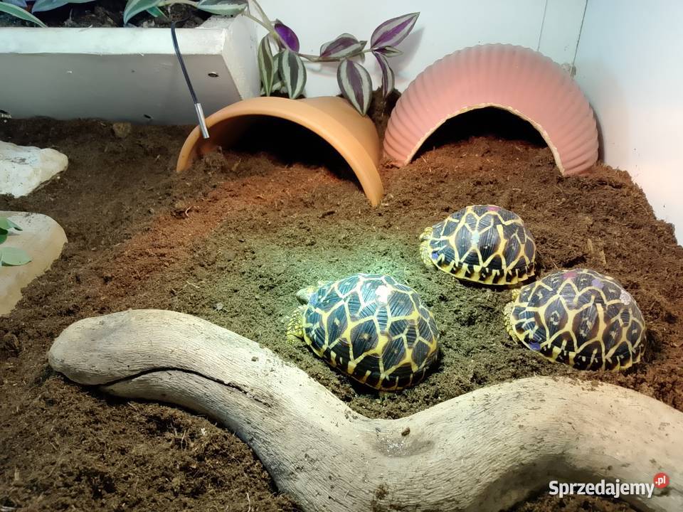 Żółw gwiaździsty lądowy Geochelone elegans