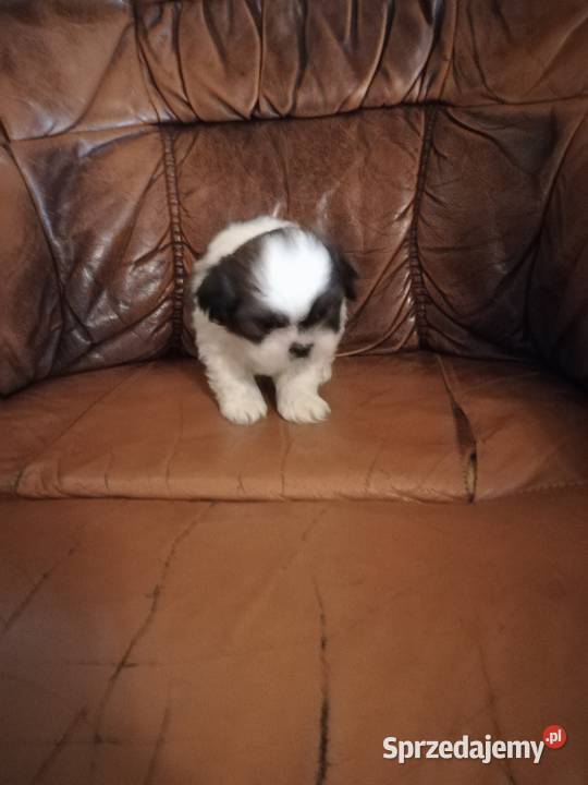 shihtzu samce warmińsko-mazurskie Ełk sprzedam