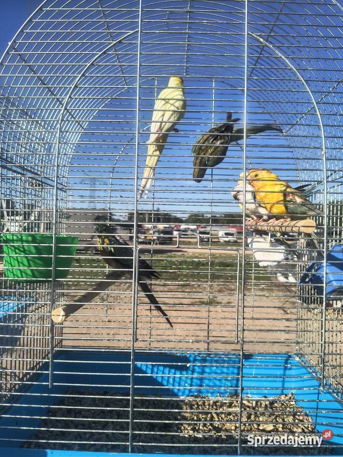 Papugi rózne Jaworowa