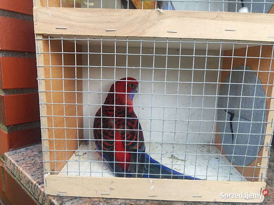 Ptaki ze zdjęcia zmienia wolierę Poniec