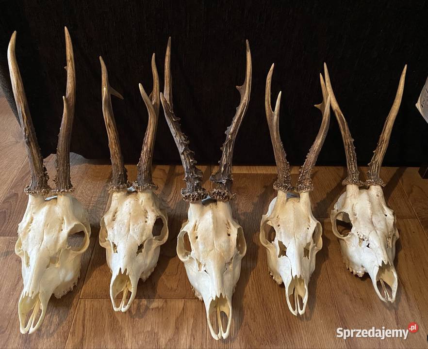 Koziołki Porostki Poroże Bisztynek