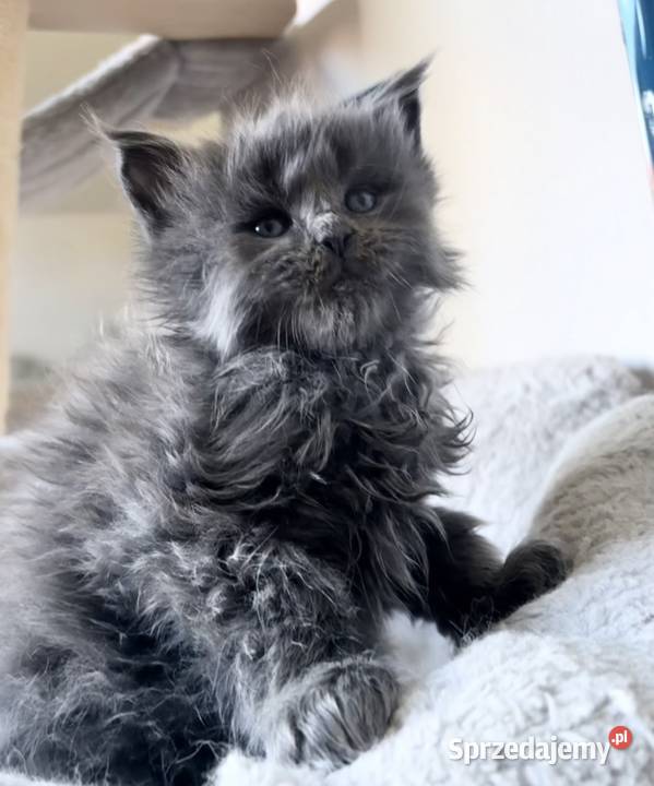 Maine Coon niebieski kocurek