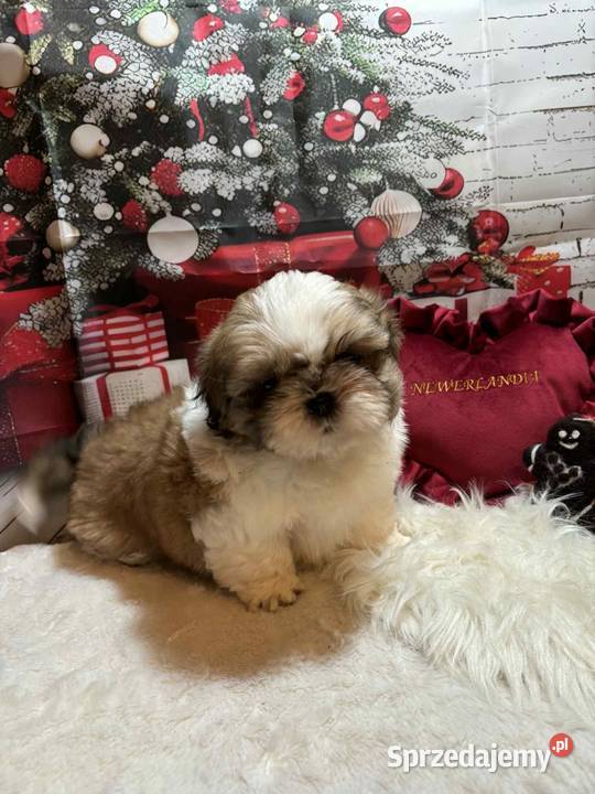ShihTzu przepiękny gotowy do odbioru opolskie