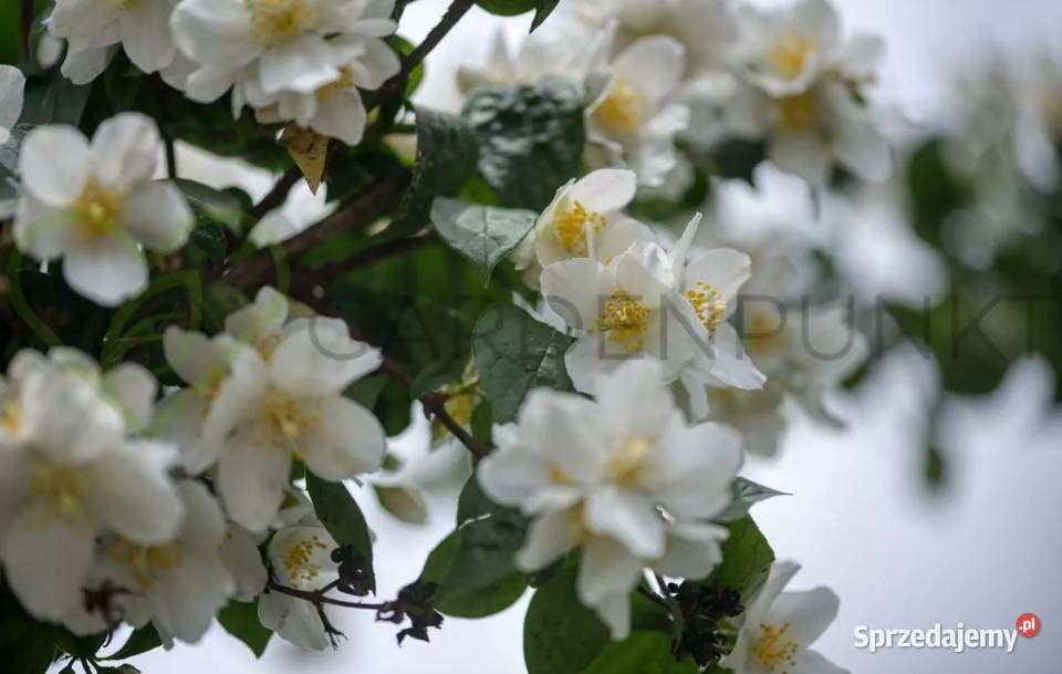Jaśminowiec philadelphus różne odmiany Knurów