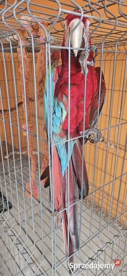 Ara Chloroptera Samica 9 letnia