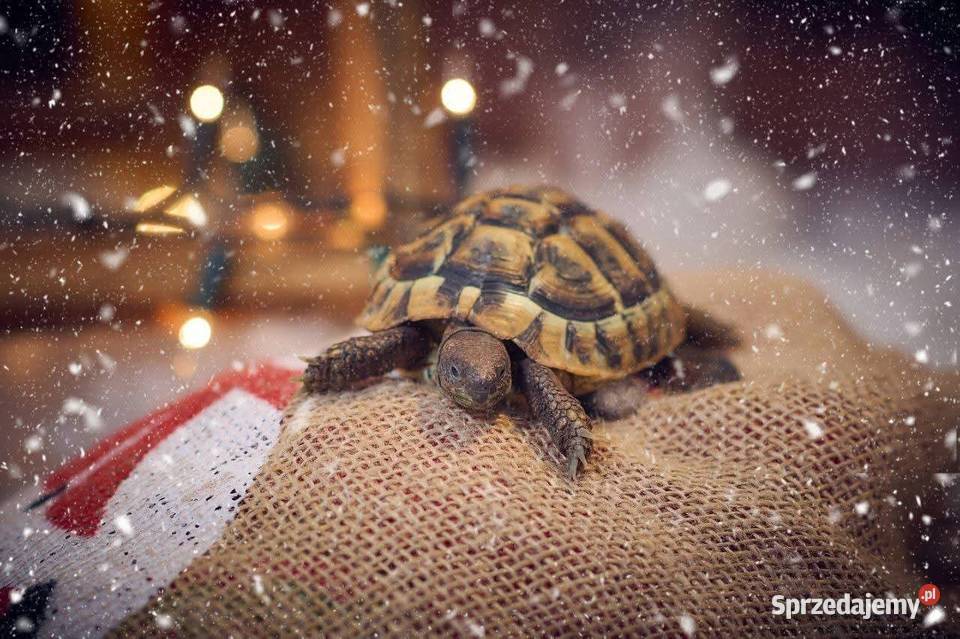 Sprzedam żółwia greckiego