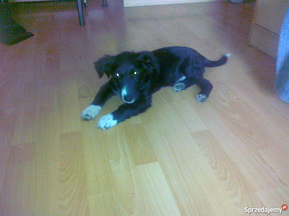 piesek do adopcji Psy Pabianice