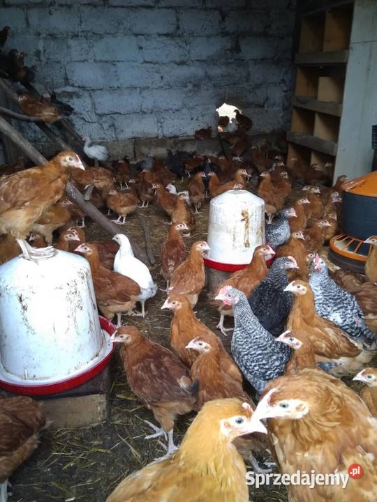 Kurczaki kury 7tygodni odchow wlasny Kolno