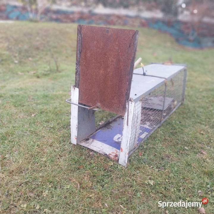 Żywołapka lis kuna wydra Makowica