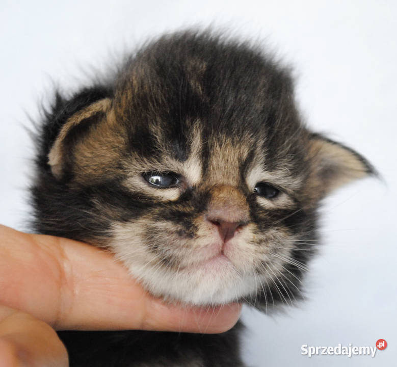 Kociaczki maine coon z prawdziwym rodowodem Brzezia Łąka sprzedam