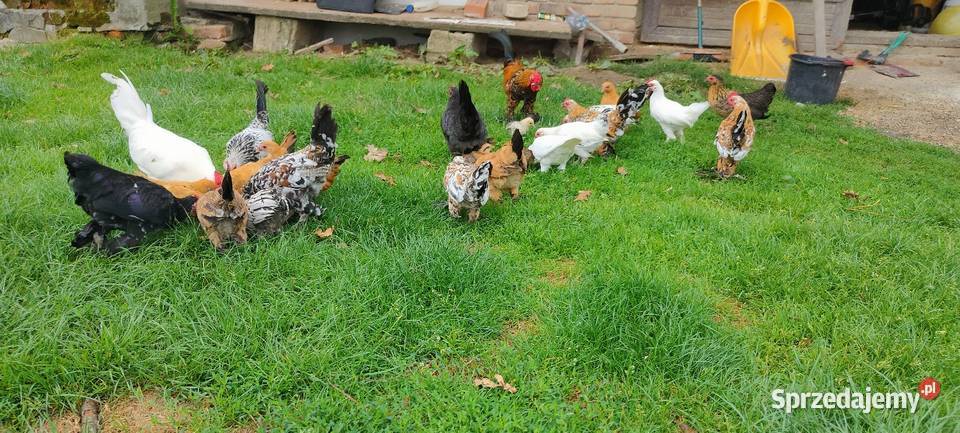 Kury karzełki liliputki Ptaki lubelskie Tokarówka