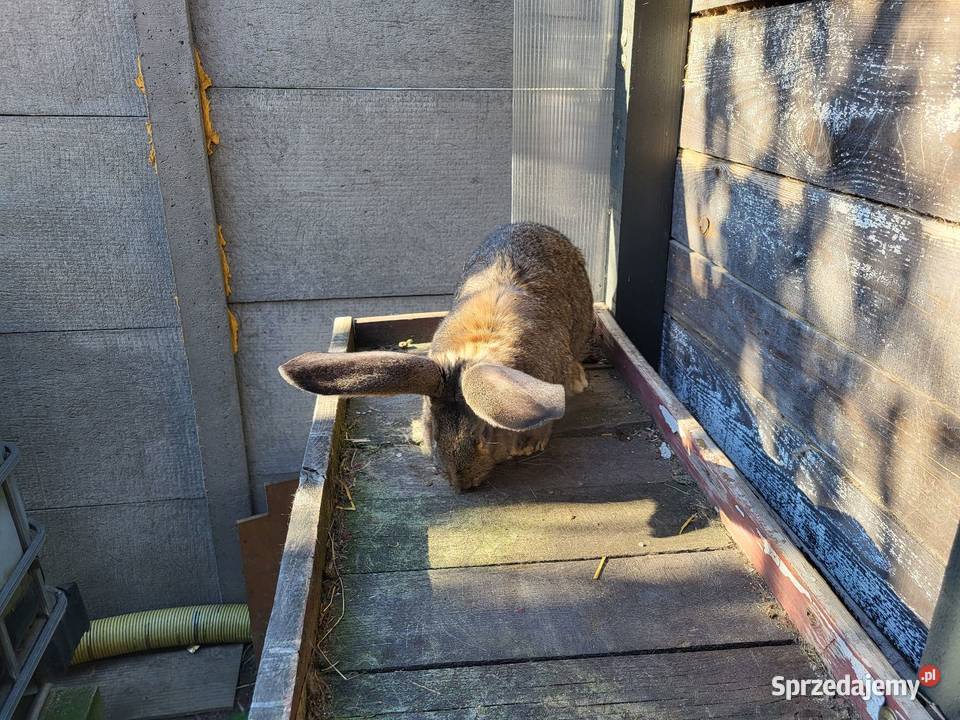 Sprzedam samce olbrzyma belgijskiego sprzedam