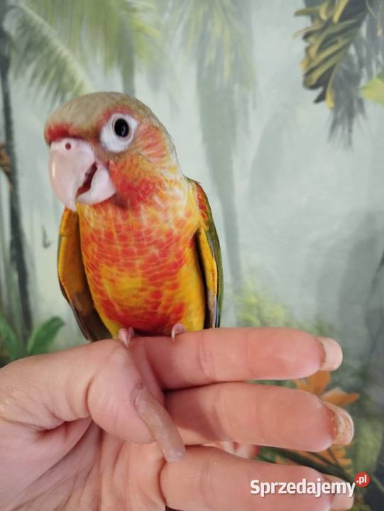 Papuga rudosterka ręcznie karmiona oswojona pomorskie Miastko