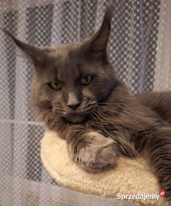 Reproduktor Maine Coon Solid sprzedam