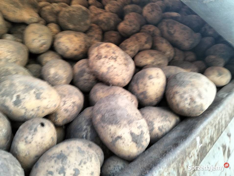 Sprzedam ziemniaki Czechy sprzedam