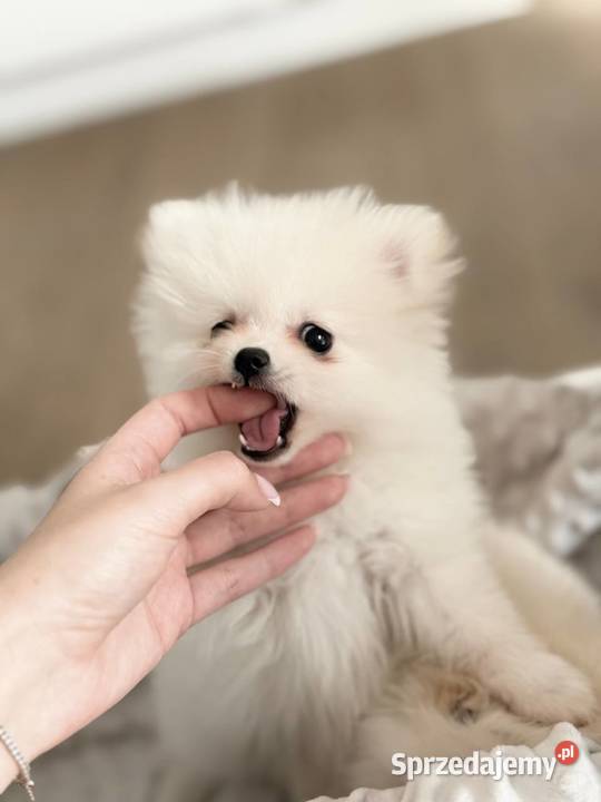 Szczeniaki rasy Szpic miniaturowy Szpic miniaturowy Katowice sprzedam