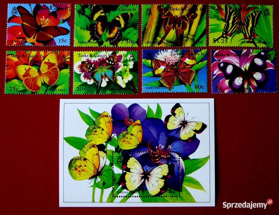 Turks Caicos wielkopolskie