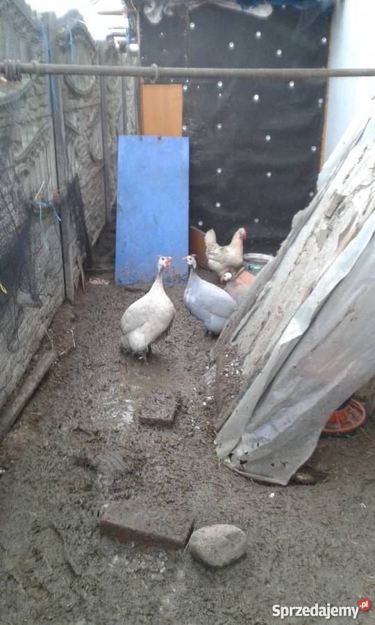 Sprzedam perliczki wielkopolskie Kalisz