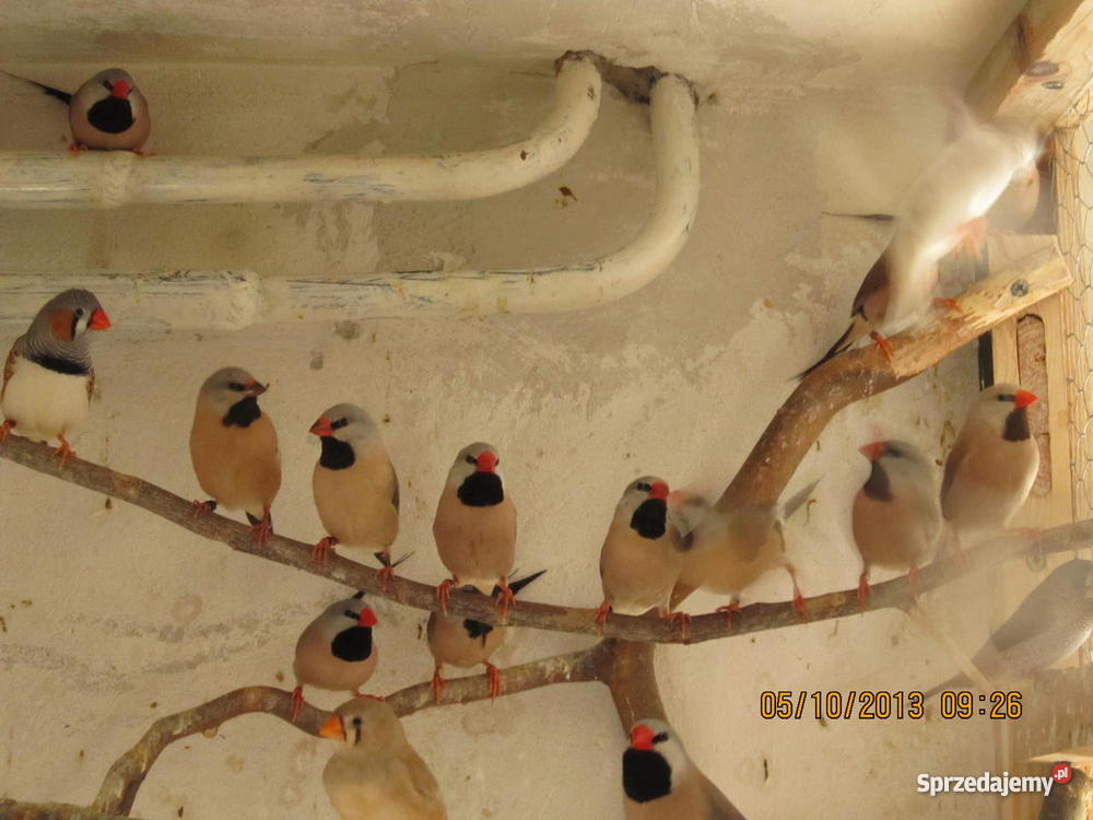 Amadyny Ostrosterne Lidzbark