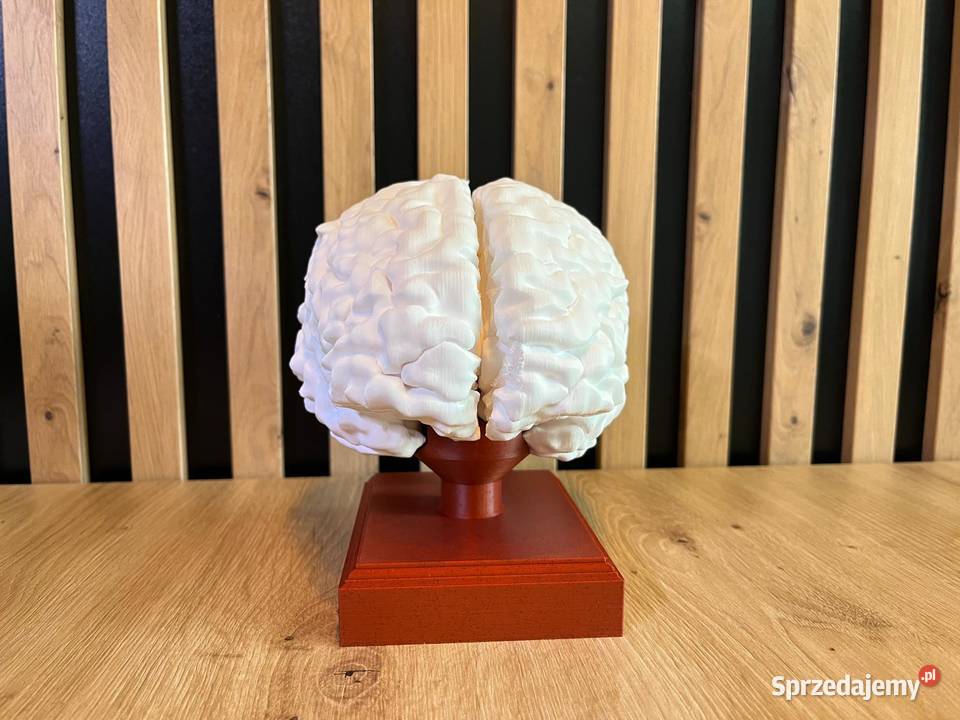 Model anatomiczny mózgu skala 11