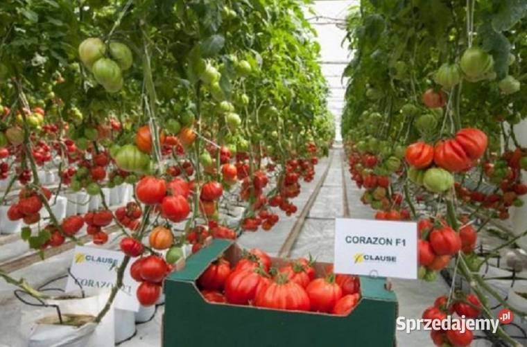 POMIDOR CORAZON rozsada sadzonka