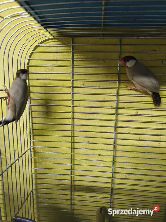 Ryżowce Ptaki Poznań