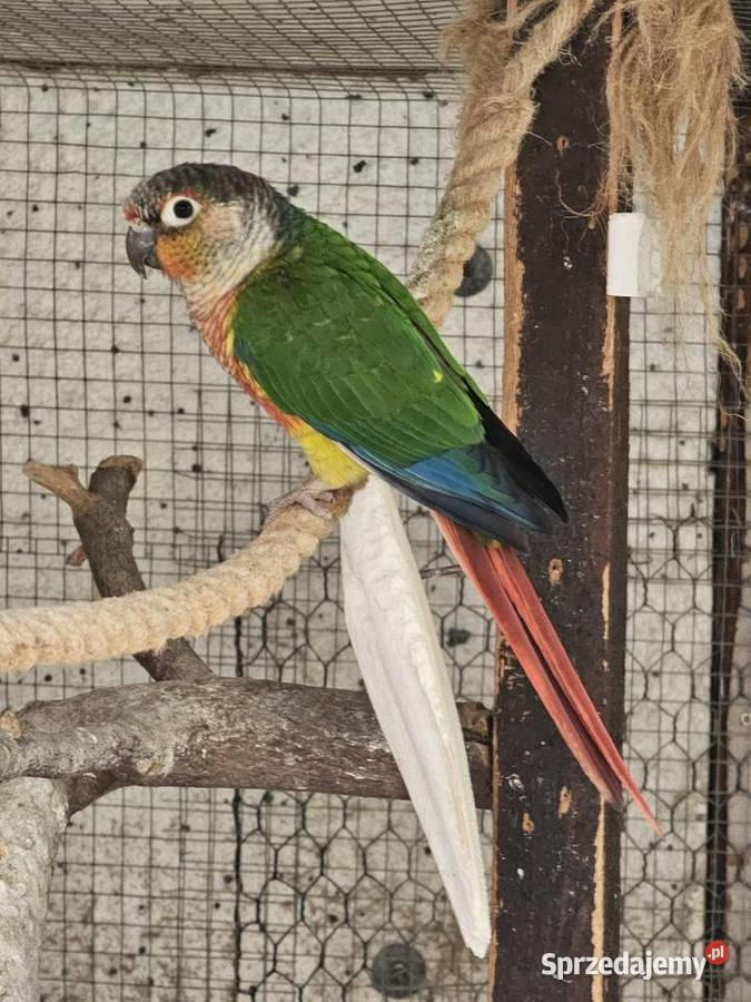 Sprzedam papugi Rudosterkę