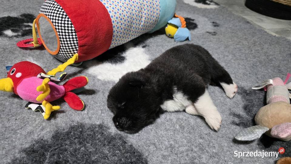 Akita amerykańska Płock