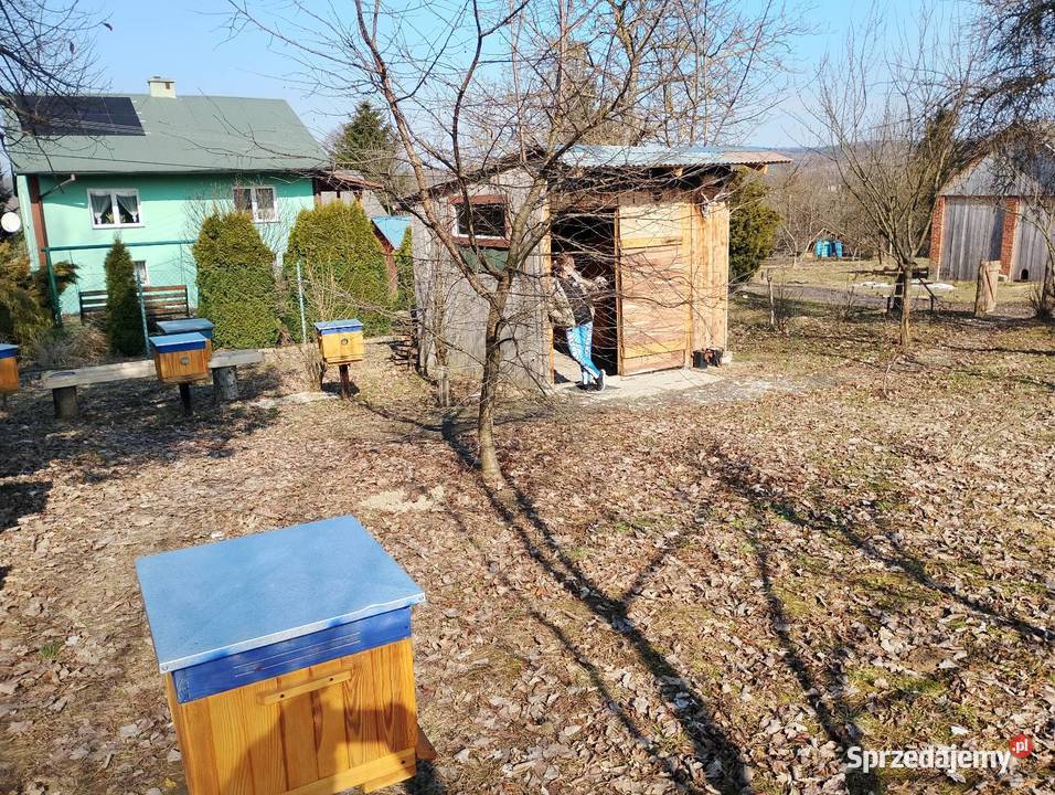 Odkłady przczele podkarpackie Kramarzówka