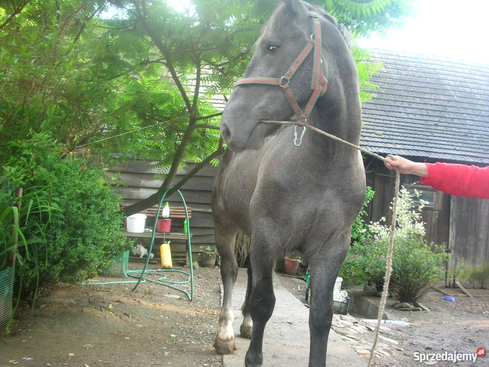 sprzedam konie szpaki gniade Limanowa