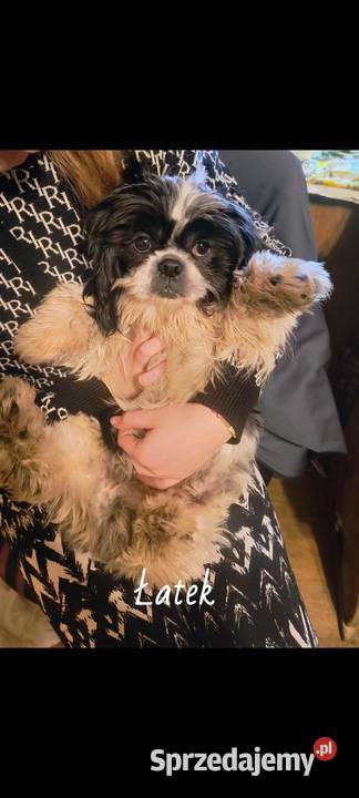 Pieski shih tzu Gostyń
